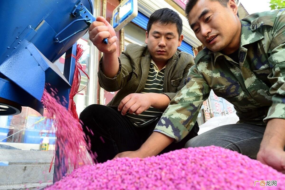 咯菌腈的作用和用途 咯菌腈主要防治什么病害