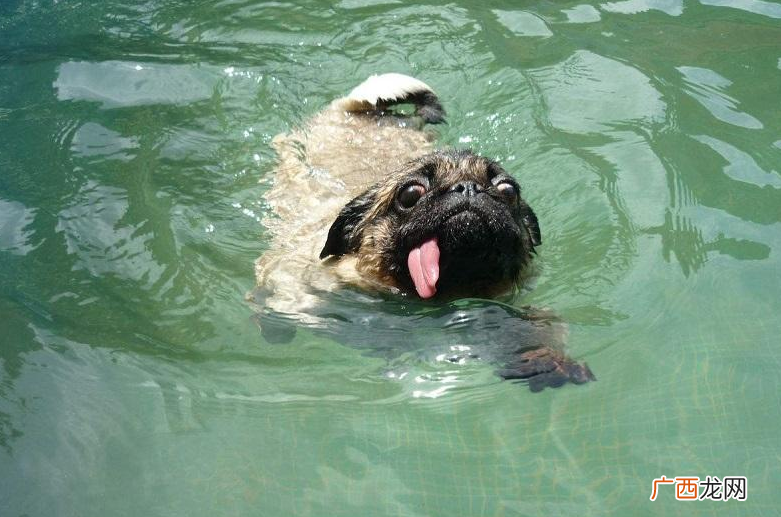巴哥犬的寿命一般能活几年 养巴哥犬最大的忌讳
