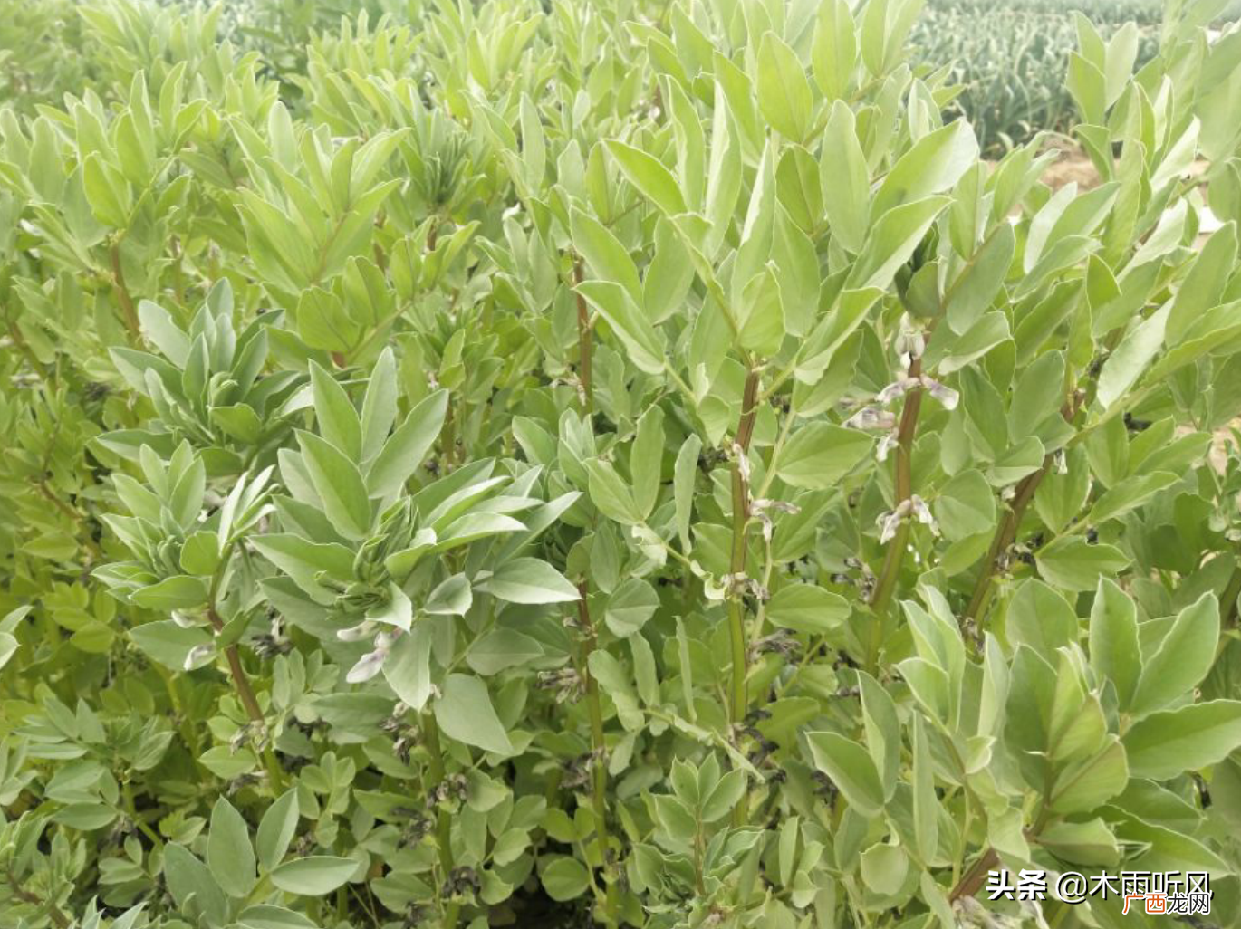 蚕豆要用水浸泡多长时间才能种 蚕豆种植前要泡多久时间