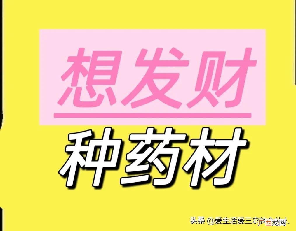 目前种植什么药材利润比较高 现在种植什么药材挣钱