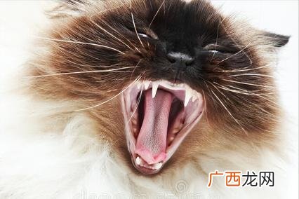 猫咪有口臭怎么治疗? 猫咪除口臭的简单方法