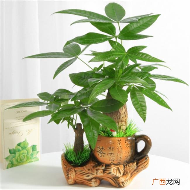 10种绿植旺财又旺宅 客厅适合摆放的十大植物
