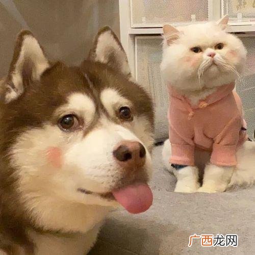 狗吃猫粮有什么危害 狗吃猫粮会有什么影响吗