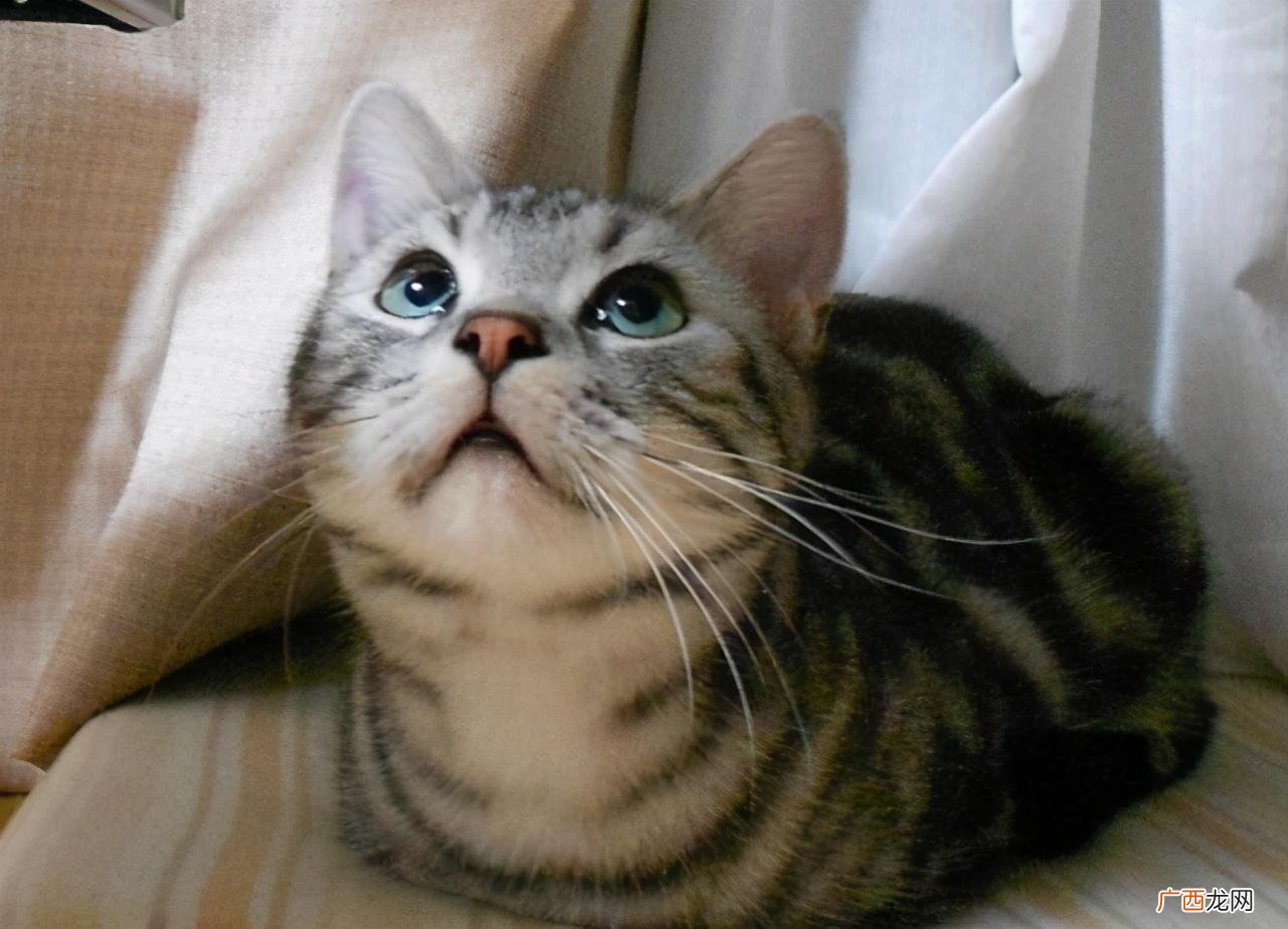 宠物猫揣手手7个原因分析 猫咪揣手手什么意思