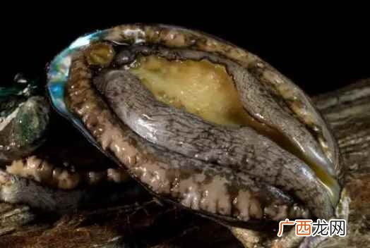 鲍鱼几个头最贵