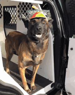 马犬，它也太厉害了吧 马犬的优点和缺点