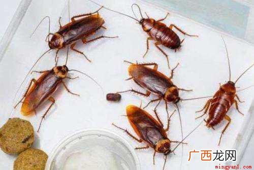 蟑螂的危害有哪些 蟑螂的危害