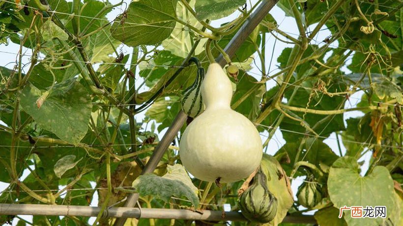 招财最佳位置财位 葫芦挂在家里什么地方最好