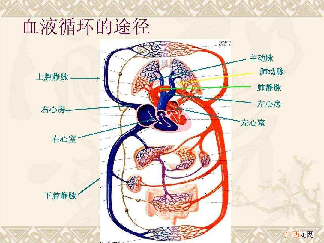 血液循环系统由什么组成