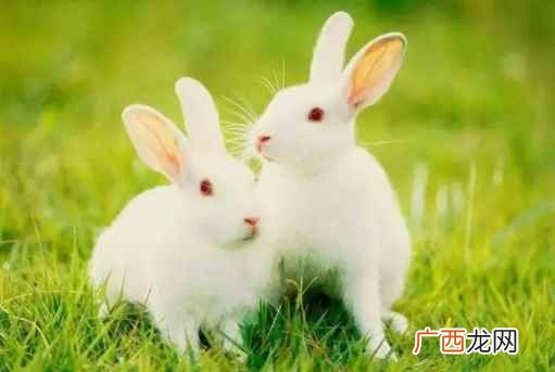 知人善任是指什么生肖