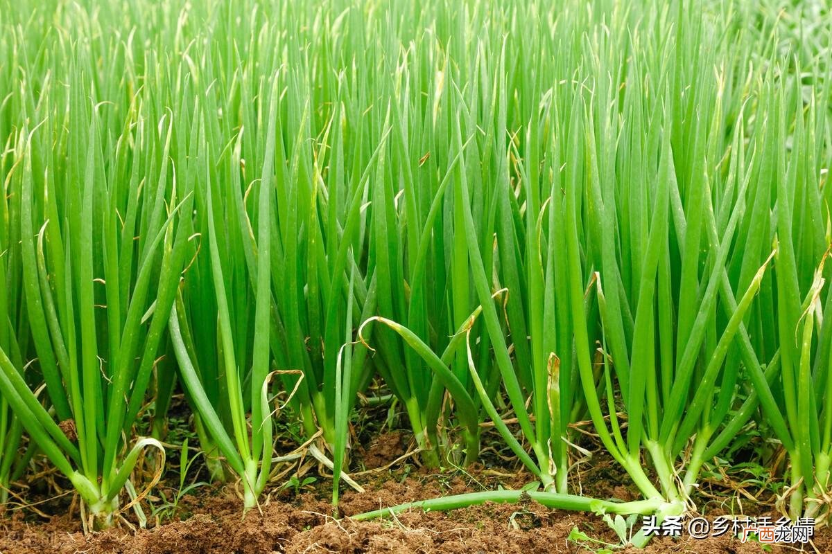 葱叶发黄是什么原因怎么处理恢复 小葱黄尖怎么补救