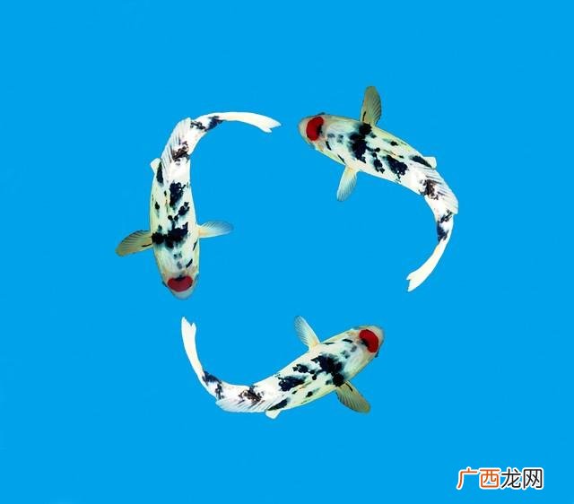 养观赏鱼什么情况下需要打氧气？ 养鱼要一直打氧气吗?