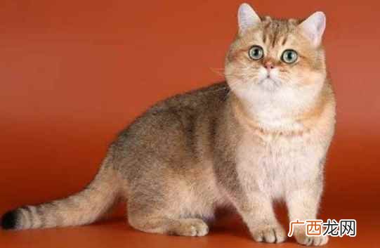 英国短毛猫与蓝猫的区别 英国短毛猫多少钱一只