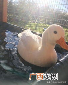 柯尔鸭的寿命最长可以活多少年 宠物柯尔鸭寿命多久时
