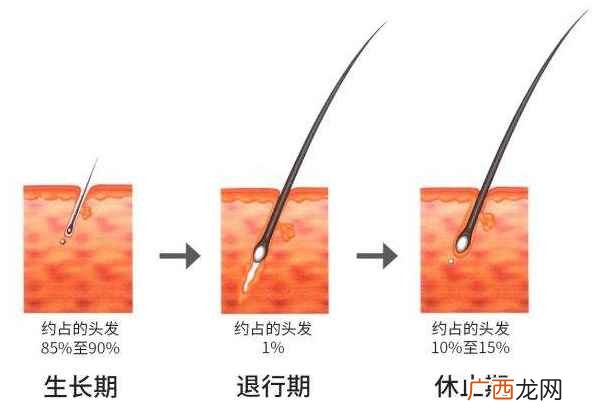 头发的生长周期是多长