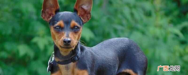成年小鹿犬毛发会越来越黑 成年小鹿犬为什么毛发会越来越黑