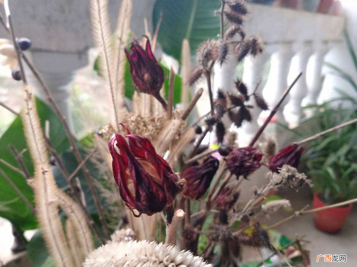洛神花被称作“植物红宝石” 洛神花是什么花的别名