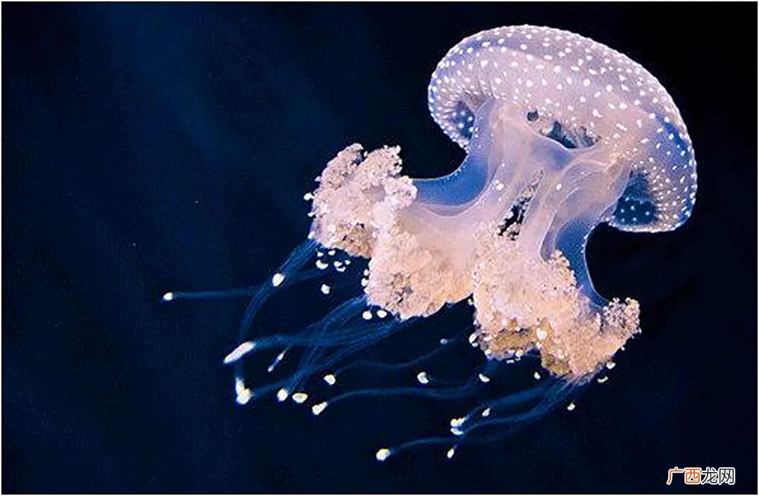 沙滩上的海蜇怎样处理才能吃 海蜇有毒吗怎么处理
