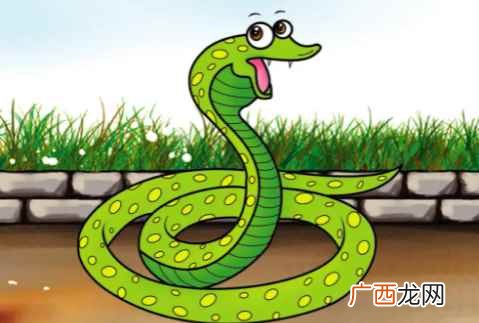 蛇有几个繁殖器