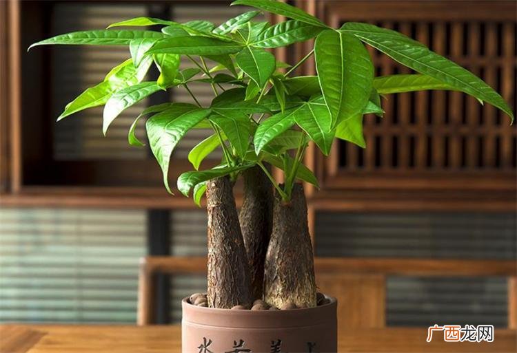 新房搬家送什么绿植寓意好 搬新家送什么绿植盆栽最适合