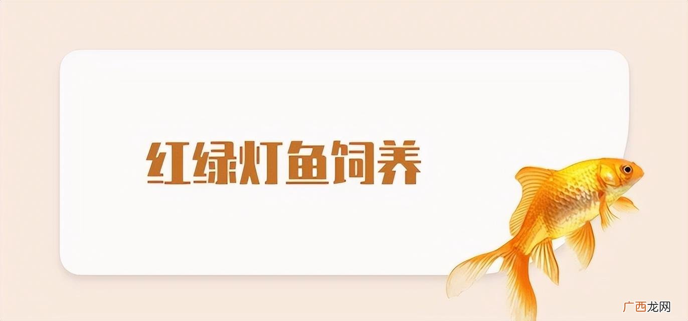 热带鱼红绿灯鱼生活习性及特点介绍 红绿灯鱼好养吗