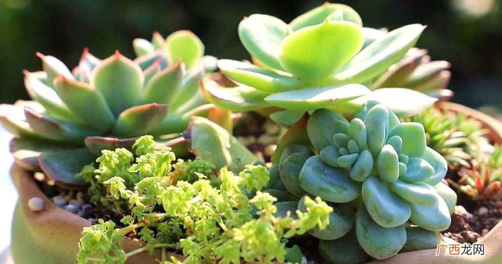 多肉植物的浇水频次要根据季节进行调整 多肉多久浇一次水比较好