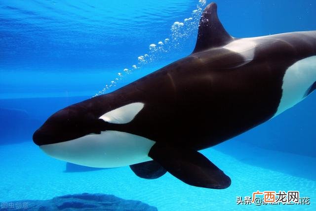 潜艇外壳压扁还能下潜吗 钢铁潜艇为什么会被水压扁