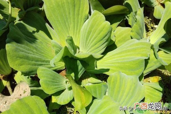 水芙蓉怎么养才好 水芙蓉的养殖方法和注意事项