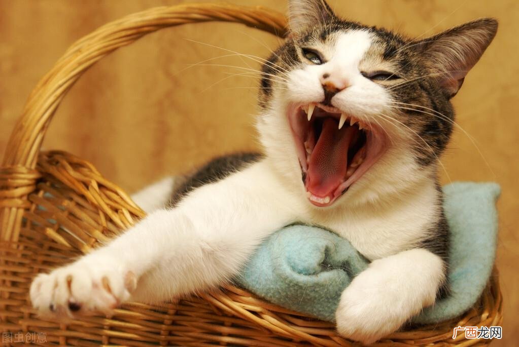 新手养猫详细攻略 养猫需要准备什么东西