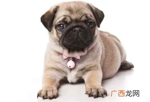 哈巴狗喂养的注意事项 哈巴狗指哪一类人