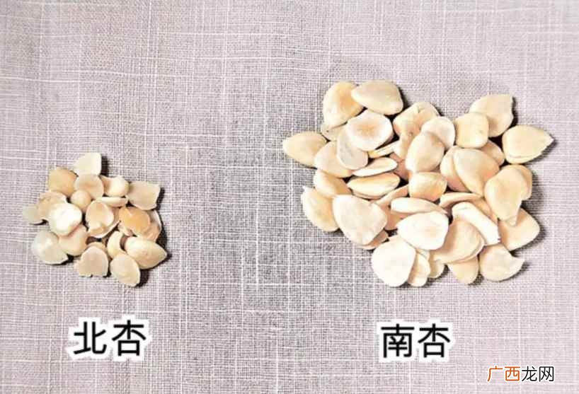 南北杏的功效与作用