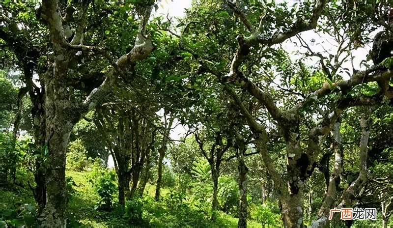 云南临沧十大名茶 临沧茶叶前十名