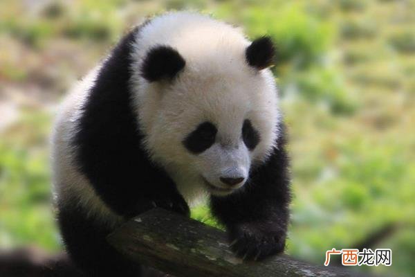 熊猫为什么可以成为国宝动物 中国的国宝是什么动物