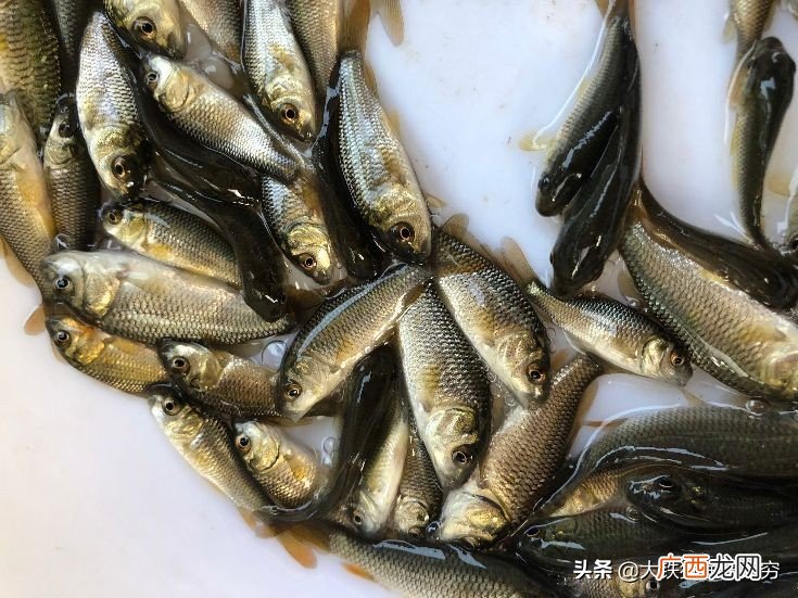 10款最适合野钓的饵料介绍 河里野钓用什么饵料