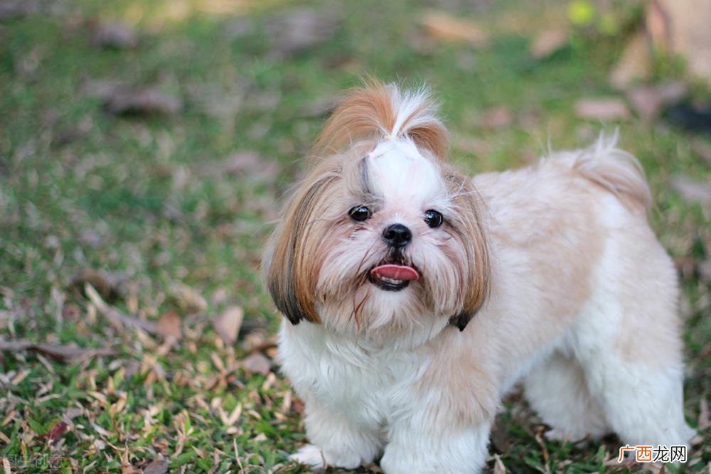 西施犬价格多少钱一只小型犬 西施犬价格多少钱一只