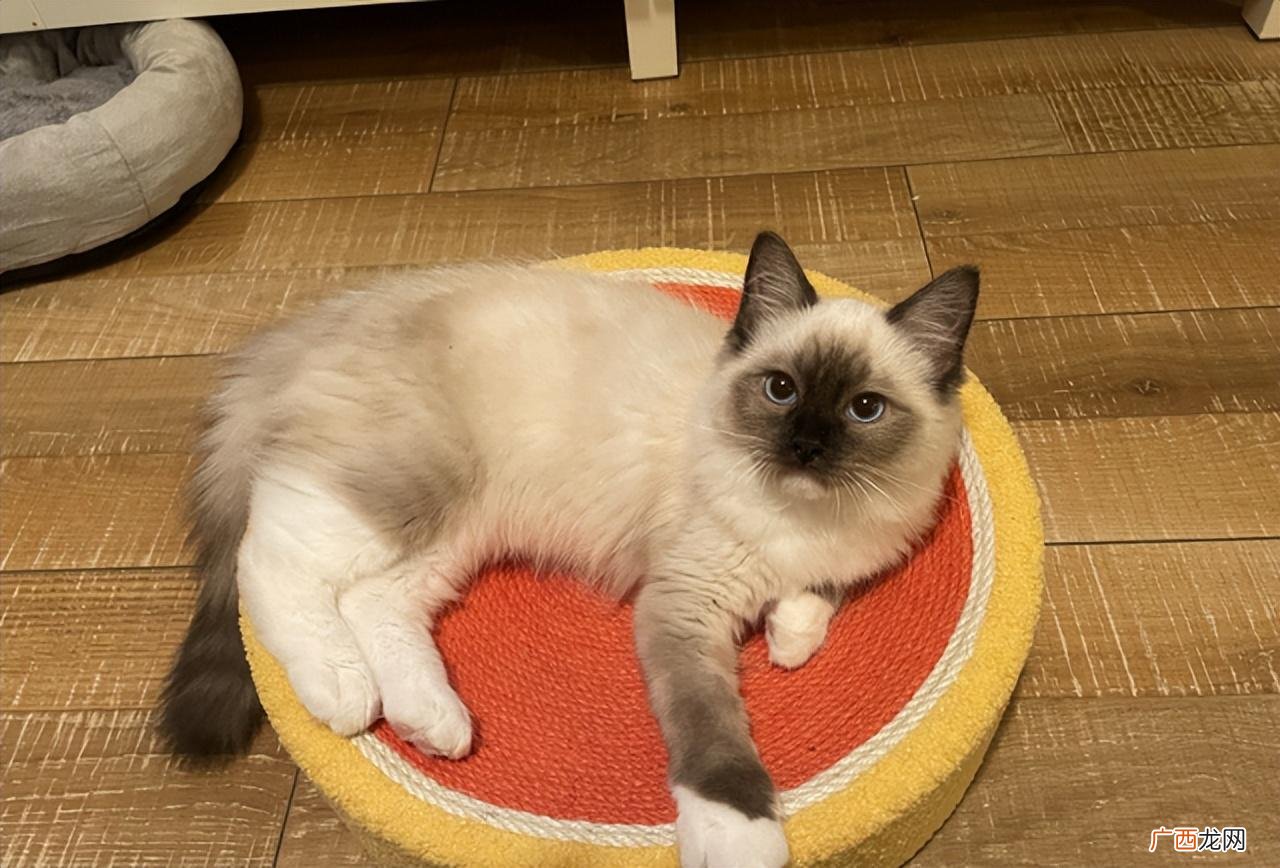 重点色布偶猫价格 重点色布偶猫多少钱一只