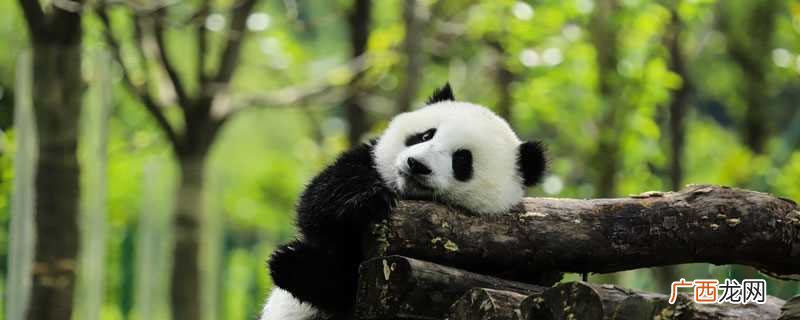 熊猫的性格和习惯