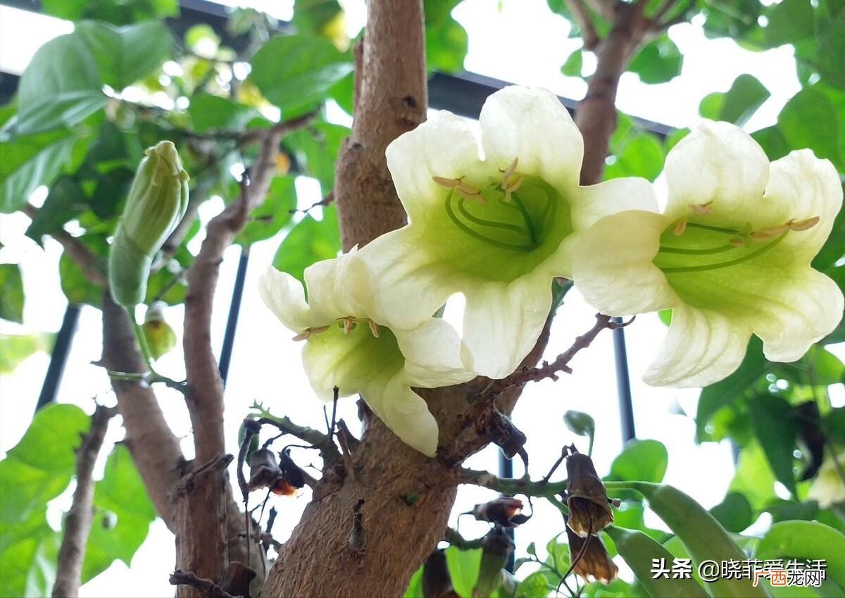 好看又旺财的6种植物推荐 客厅摆什么花旺风水