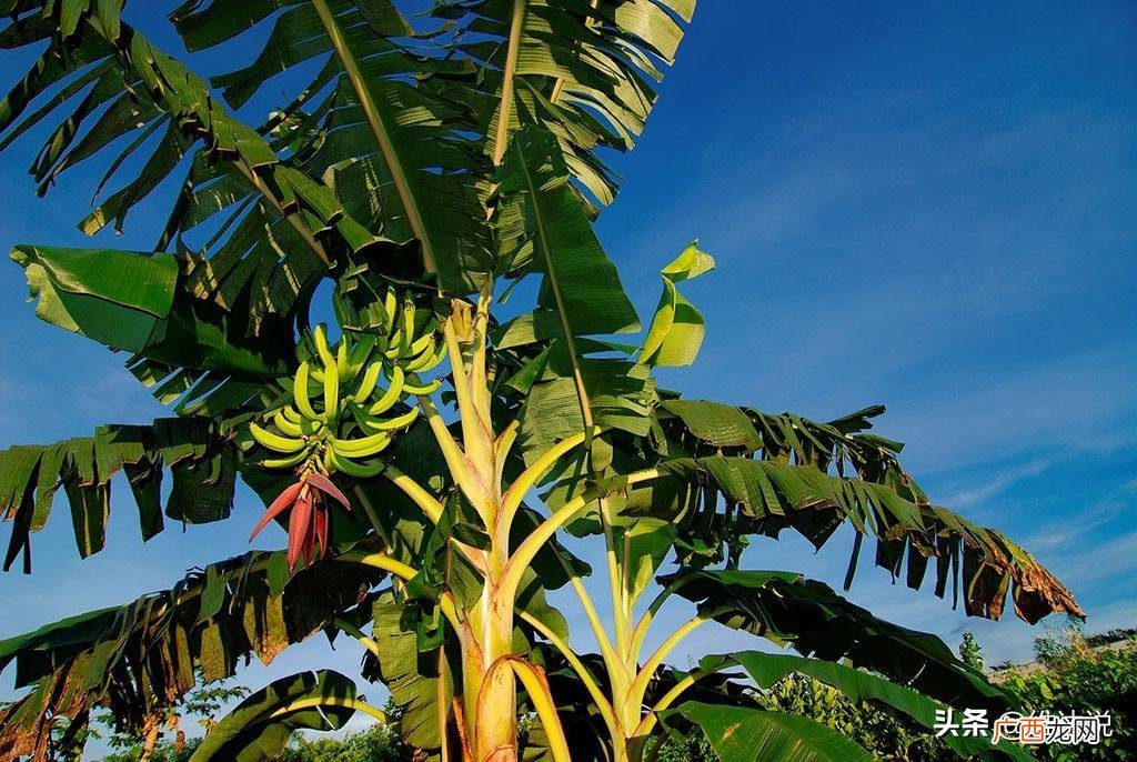 香蕉树竟然是“草”不是“树” 香蕉是木本植物对吗
