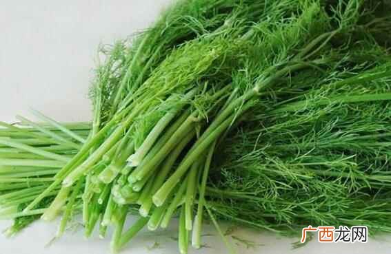 茴香是什么时候成熟的 茴香什么时候成熟