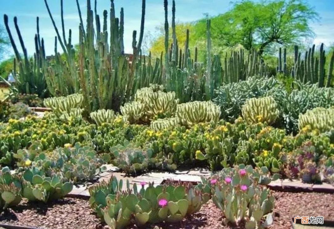 这6种花卉植物皮实又好养 耐旱又好成活的花卉品种图片