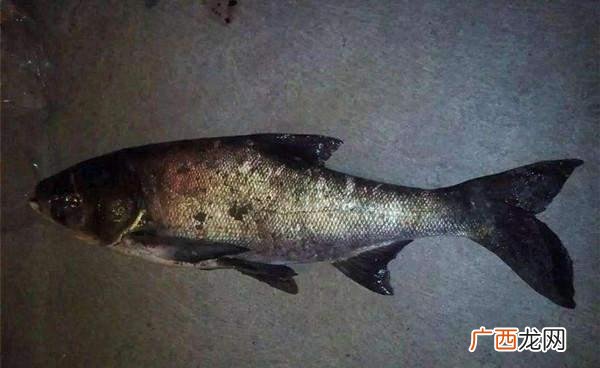 钓鲢鳙白天好钓还是晚上钓好 夜钓鲢鳙和白天的区别
