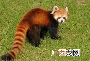 外形特点与习性不同 大熊猫和小熊猫有什么区别图片