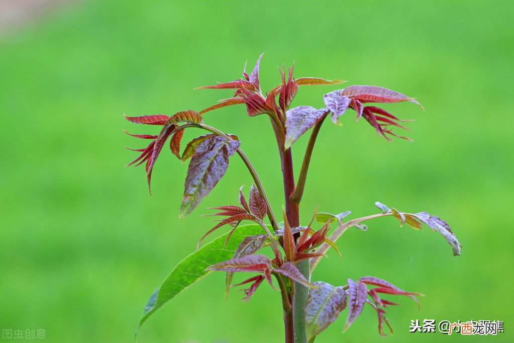香椿芽苗菜栽培技术视频 香椿芽苗菜栽培技术