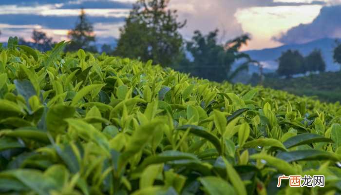 乌岽单丛茶属于乌龙茶吗 乌岽单丛茶是什么茶