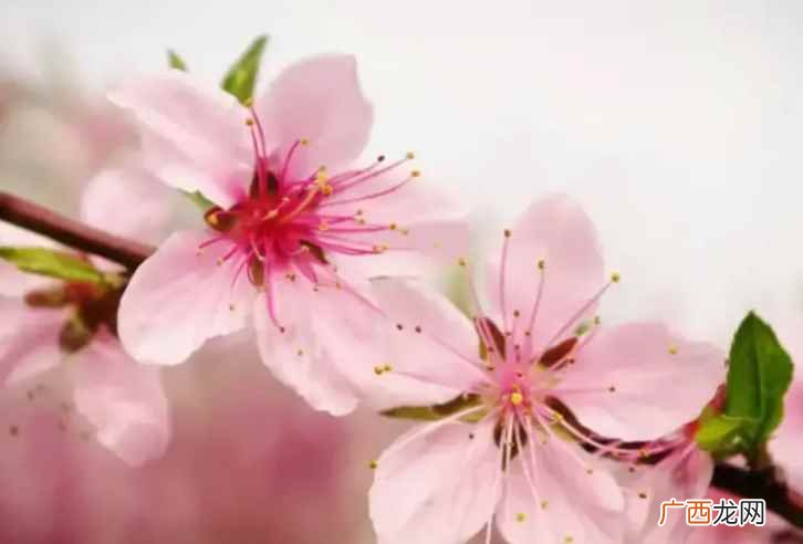 桃花什么季节开花 桃花几月开花时间
