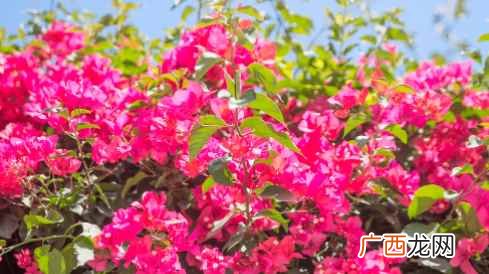 三角梅的花语是什么意思 三角梅的花语是什么