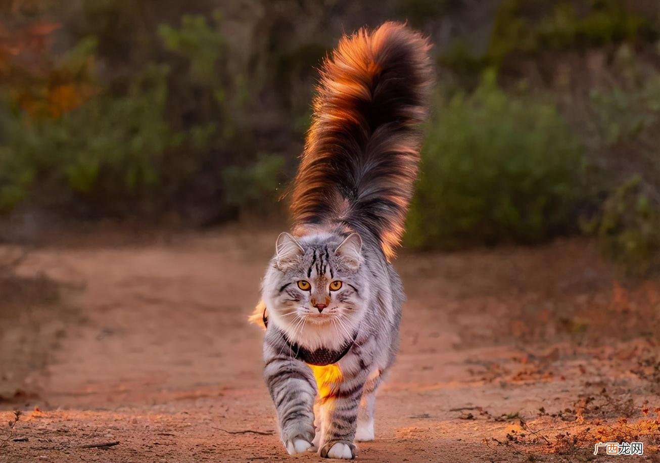 公认颜值最高的10种猫 世界上十大最漂亮的猫排名