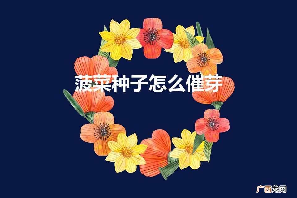 菠菜种子怎么催芽（种菠菜种子要浸泡多久才播种)