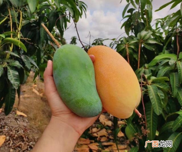 4种广西特产水果多样鲜美可口 广西水果特产有哪些